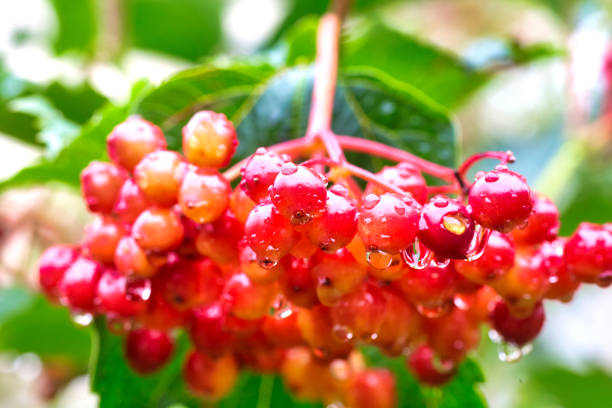 istock Red viburnum branch in the garden. 1361456808