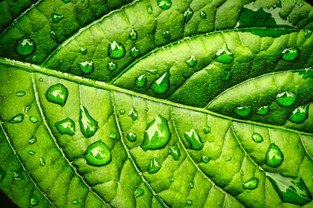 istock Rainwater and fresh green leaves 1361456879