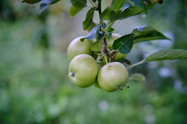 istock Green apples on a branch ready to be harvested, outdoors, selective focus 1361456946