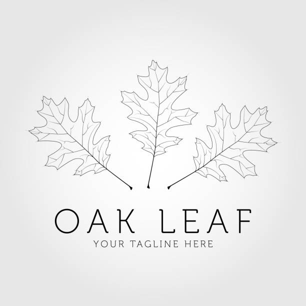 ilustrações de stock, clip art, desenhos animados e ícones de oak design template, vector. oak leaf line art design - oak leaf oak tree acorn season