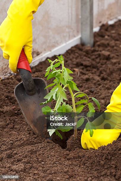 Planting Tomato Spout In Ground Stock Photo - Download Image Now - Agriculture, Close-up, Cultivated