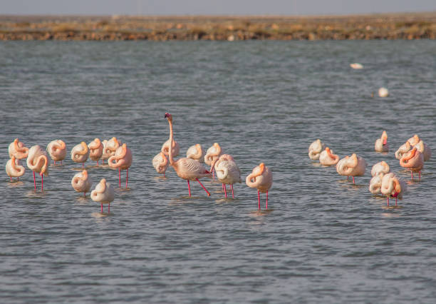 istock Flamingo / Izmir bird sanctuary 1361463112