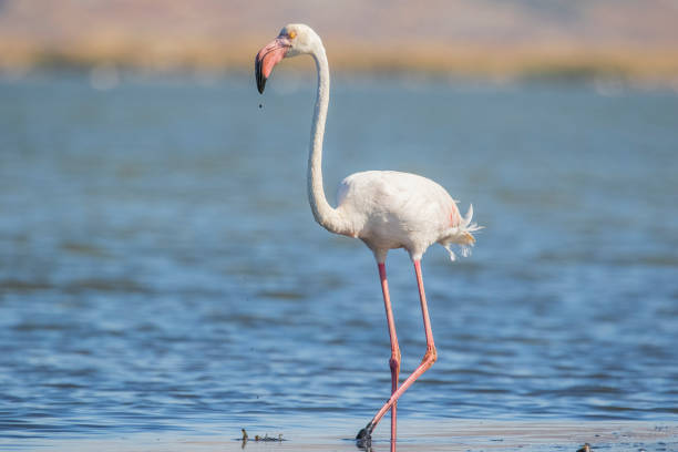 istock Flamingo / Izmir bird sanctuary 1361463898