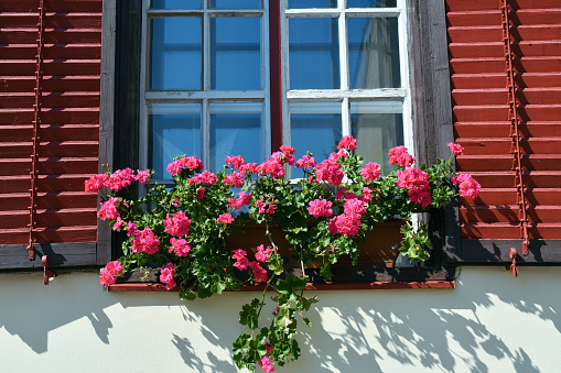 Pink flowers in the window of a house
