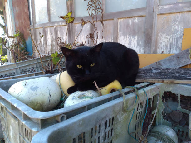 gatos nas ruas de tashirojima (ilha tashiro) miyagi japão - ishinomaki - fotografias e filmes do acervo