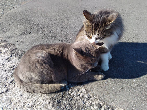 일본 미야기 다시로지마(타시로섬) 거리의 고양이 - ishinomaki 뉴스 사진 이미지