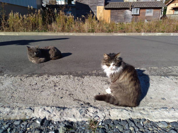 gatos nas ruas de tashirojima (ilha tashiro) miyagi japão - ishinomaki - fotografias e filmes do acervo