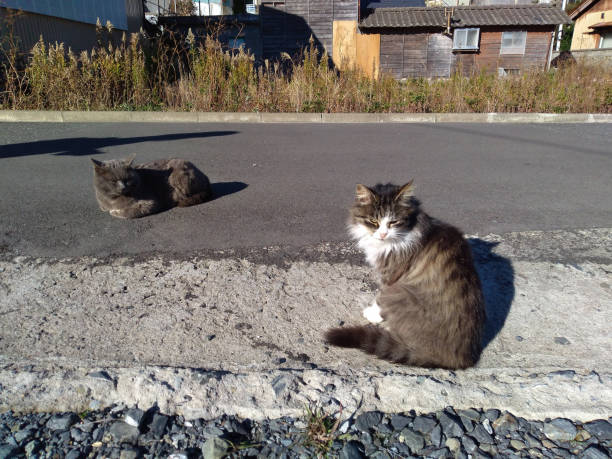 кошки на улицах тасиродзима (остров тасиро) мияги япония - ishinomaki стоковые фото и изображения