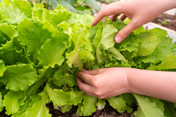istock Woman's hand picks green lettuce from home garden 1361465726