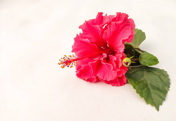 istock Red hibiscus with green leaf on white background 1361466549