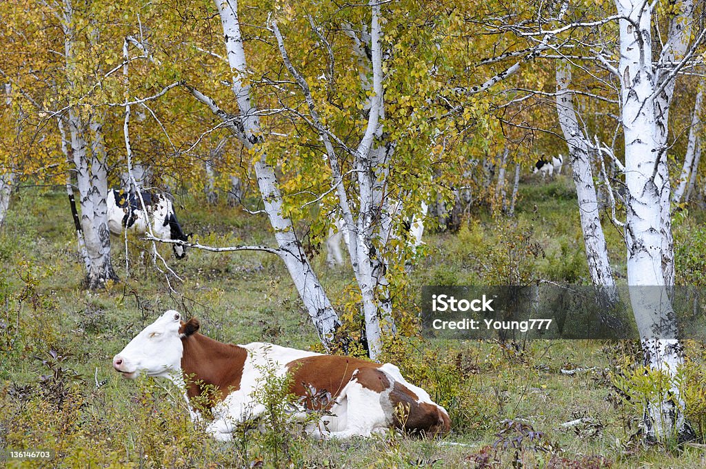 Vaca na floresta - Royalty-free Agricultura Foto de stock