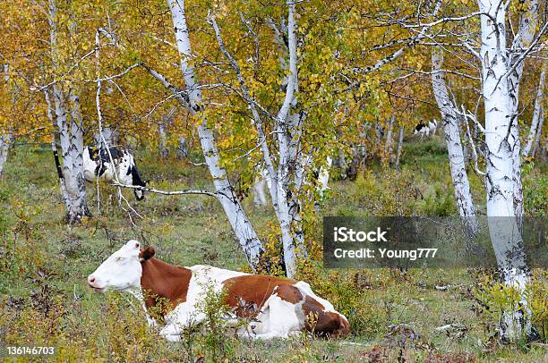 Корова В Лесу — стоковые фотографии и другие картинки Без людей - Без людей, Берёза, Горизонтальный