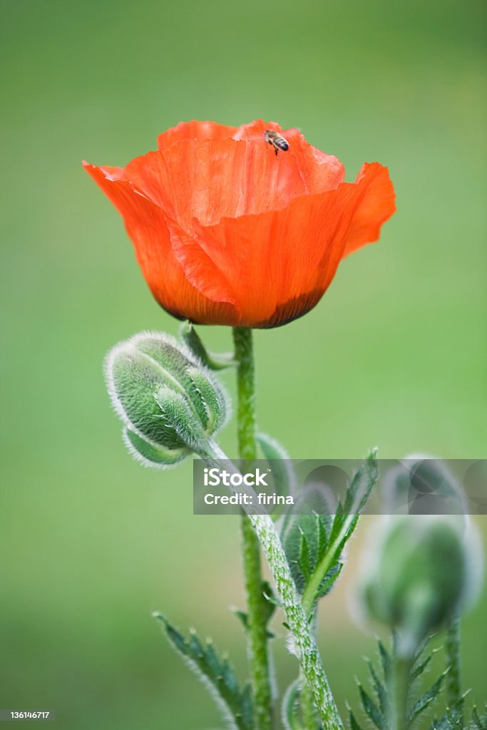 Rojo amapola - Foto de stock de Abeja libre de derechos