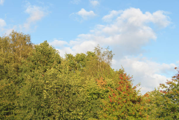 Trees that change color. Blue sky, white clouds. Autumn landscape.