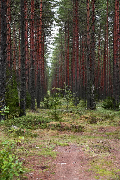 istock A clearing in a pine forest. Reddish trunks of pine trees 1361468524