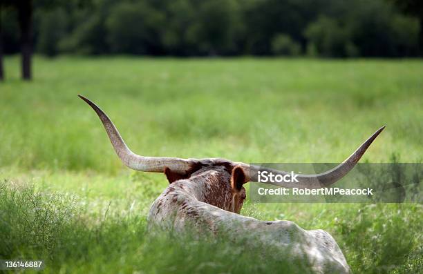 No Texas Longhorn - Fotografias de stock e mais imagens de Rancheiro - Rancheiro, Texas, Carne