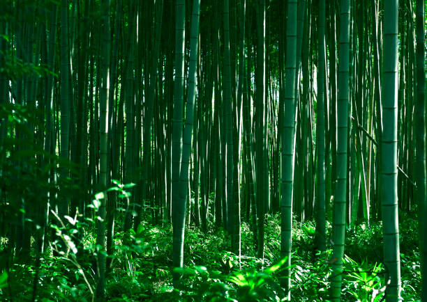 bambusowy gaj - bamboo leaf bamboo shoot feng shui zdjęcia i obrazy z banku zdjęć