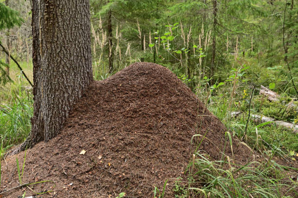 istock A large anthill under a thick pine tree. There is tall grass all around 1361469110