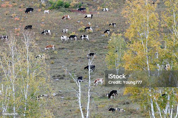 Einige Rind Auf Den Hang Stockfoto und mehr Bilder von Baum - Baum, Birke, Blatt - Pflanzenbestandteile