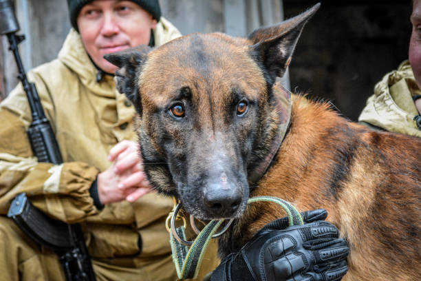istock Police dog for special operations. 1361469502