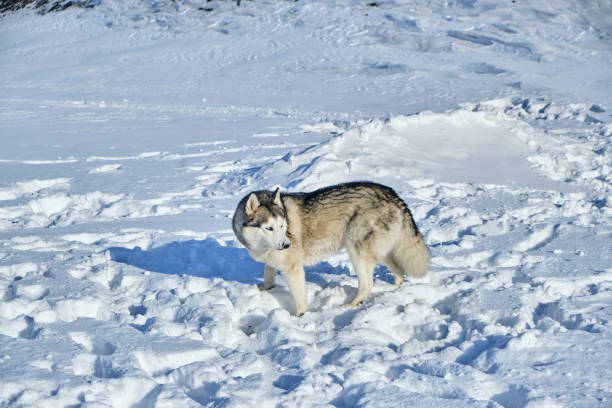 istock Siberian husky in the snow on a bright sunny day. 1361469534