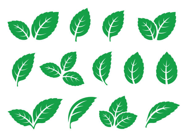 set of green leaves mint tea icons green veined leaves and branches of herb set icons on white background spearmint stock illustrations