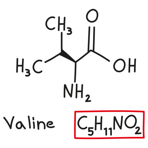 handgezeichnete chemische summenformel der aminosäure valin im doodle-stil isoliert - oxygen amino acid periodic table carbon stock-grafiken, -clipart, -cartoons und -symbole