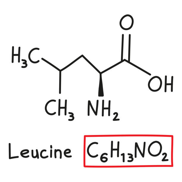 handgezeichnete chemische summenformel der aminosäure leucin im doodle-stil isoliert - oxygen amino acid periodic table carbon stock-grafiken, -clipart, -cartoons und -symbole