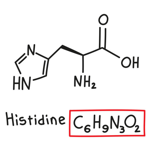 handgezeichnete chemische summenformel der aminosäure histidin im doodle-stil isoliert - oxygen amino acid periodic table carbon stock-grafiken, -clipart, -cartoons und -symbole