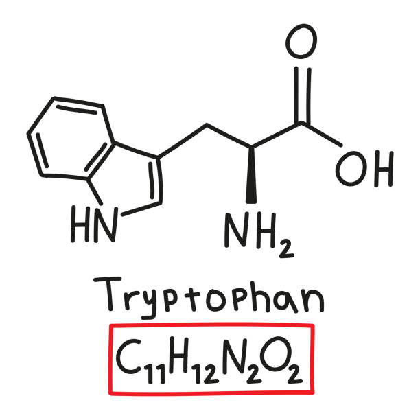 handgezeichnete chemische summenformel der aminosäure tryptophan im doodle-stil isoliert - oxygen amino acid periodic table carbon stock-grafiken, -clipart, -cartoons und -symbole