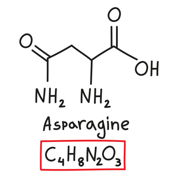 handgezeichnete chemische summenformel der aminosäure asparagin im doodle-stil isoliert - oxygen amino acid periodic table carbon stock-grafiken, -clipart, -cartoons und -symbole