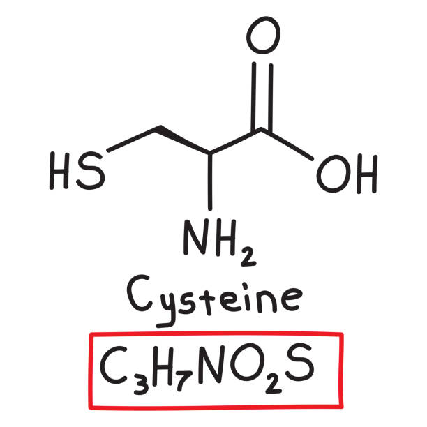 handgezeichnete chemische summenformel der aminosäure cystein im doodle-stil isoliert - oxygen amino acid periodic table carbon stock-grafiken, -clipart, -cartoons und -symbole