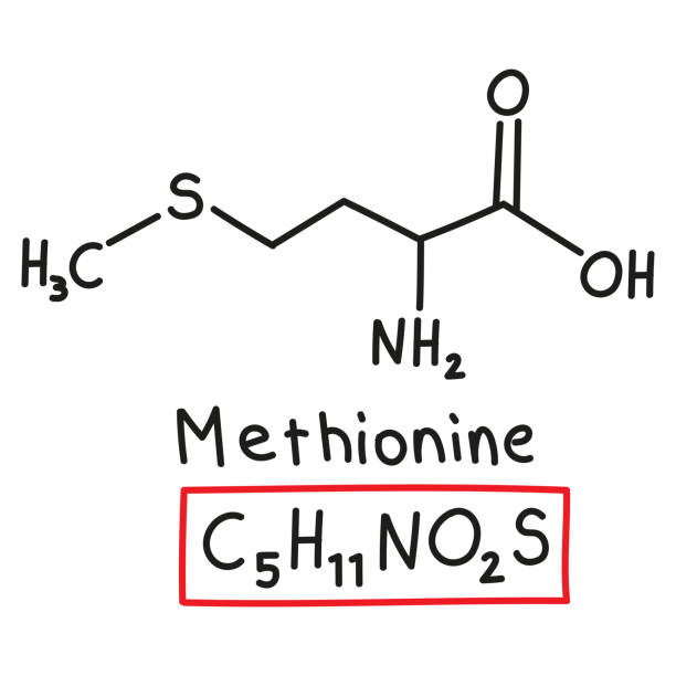 handgezeichnete chemische summenformel der aminosäure methionin im doodle-stil isoliert - oxygen amino acid periodic table carbon stock-grafiken, -clipart, -cartoons und -symbole