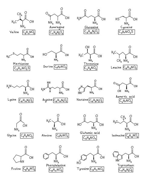 Hand drawn set chemical molecular formula of amino acids in doodle style isolated Hand drawn set chemical molecular formula of amino acids in doodle style isolated. tyrosine stock illustrations