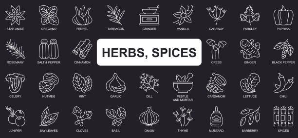 ilustrações de stock, clip art, desenhos animados e ícones de herbs, spices concept simple line icons set. bundle of star anise, oregano, vanilla, paprika, rosemary, salt, pepper, cinnamon and other. vector pack outline symbols for website or mobile app design - cardamom cinnamon mortar and pestle herb