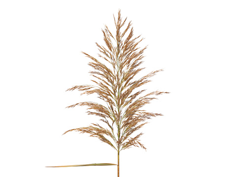 Spike of reed plant isolated on white. Phragmites australis