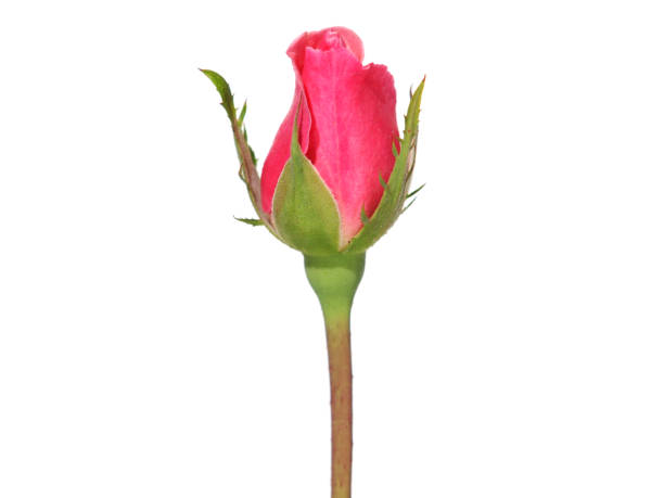 istock Pink rosebud isolated on white 1361474317