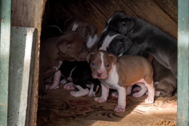 istock Beautiful Puppies 1361474400