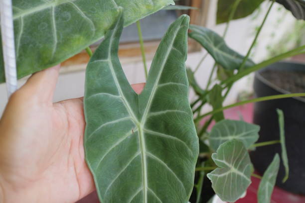 istock Green and fresh alocasia plant 1361474733