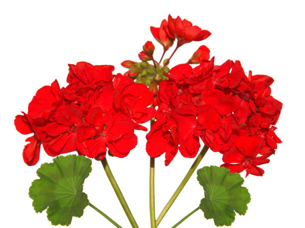istock Red flowers of geranium and green leaf isolated on white 1361474865