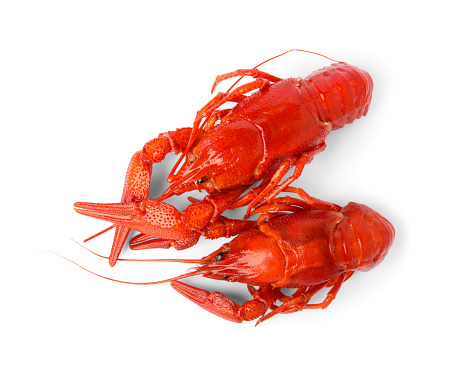Fresh delicious boiled crayfish isolated on white, top view