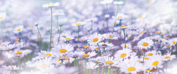 istock Daisies in the field. Panorama with daisy wildflowers. 1361475133