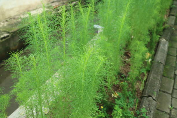 istock Lush green fines herbes asparagus 1361475213