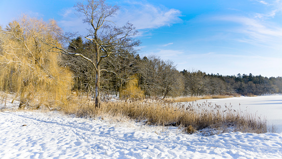 Young trees in frost on a winter field landscape