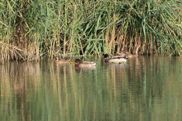 istock mallard ducks in the mincio park in Mantua 1361478353