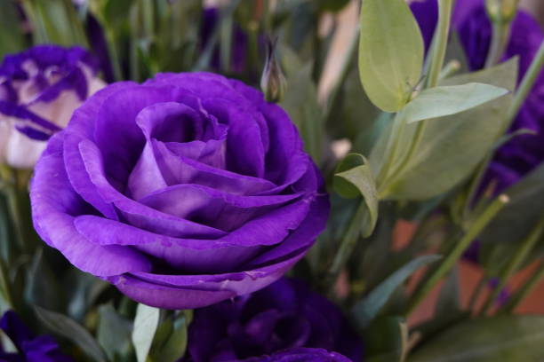 istock Close up beautiful blooming purple roses 1361479530
