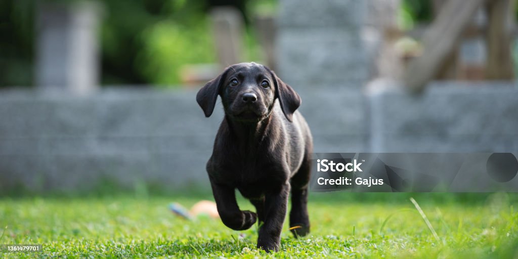 Cute black rabrador puppy runing in the grass Cute black labrador puppy running in green grass towards the camera. Puppy Stock Photo
