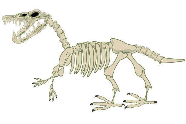 istock Skeleton of the dinosaur on white background is insulated 1361480374