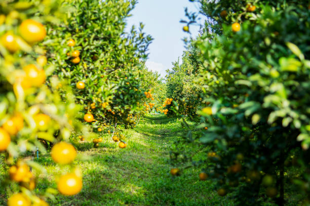 istock Orange farm ready to harvest 1361481844