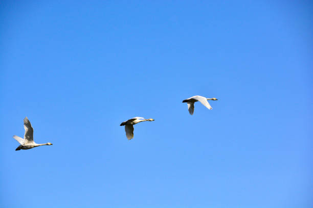 istock Flock of swans flying in the blue sky 1361482508
